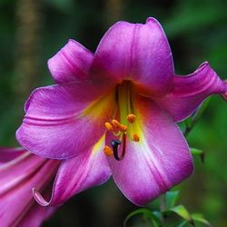 Lily 'Pink Perfection', Trumpet Lily 'Pink Perfection', mid summer flowering Bulbs, late summer flowering lilies, pink lilies, most fragrant lilies, Award lilies